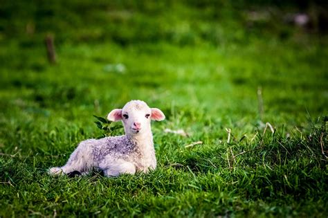 Every Lost Lamb Will Be Found | Meridian Magazine