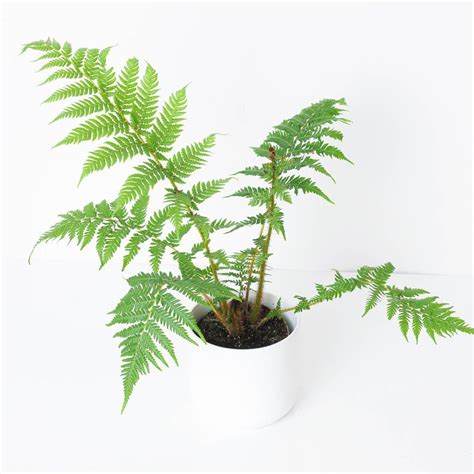 Cyathea cooperi | Indoor Plants and Accessories – House of Kojo