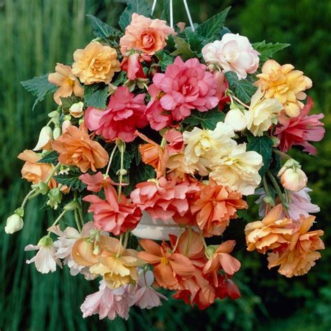 Growing Begonias - The Showy Houseplant with Amazing Flowers and Leaves