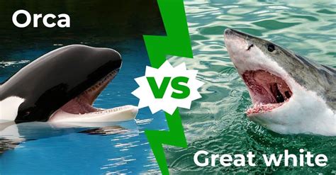 Orca vs Great White Shark: Which Ocean Powerhouse Is The Superior Predator? - A-Z Animals