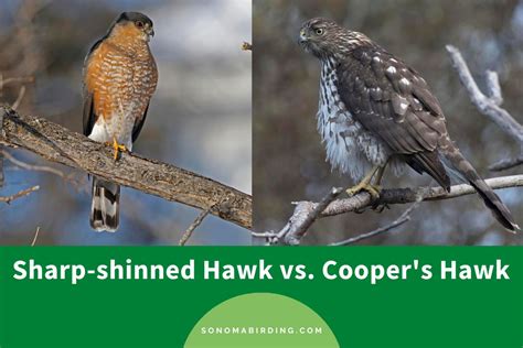 Sharp-Shinned Hawk vs. Cooper's Hawk: What's the Difference? - Sonoma Birding