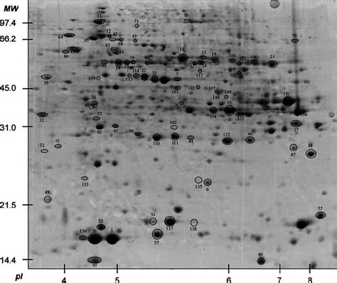 Proteins identified by mass spectrometry. Identification numbers of ...