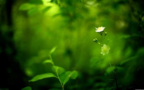 🔥 [120+] Green Flower Wallpapers | WallpaperSafari