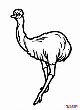 30  Emu Coloring Pages Free Printable PDF & Online sketch template