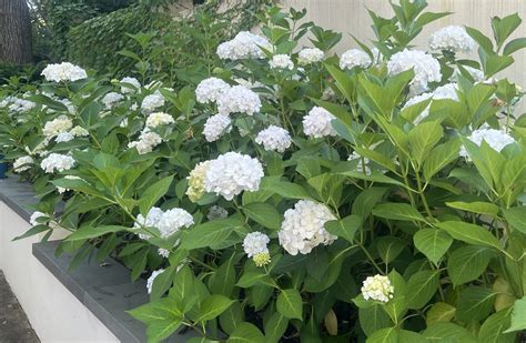 Hydrangea macrophylla 'White' 6" Pot - Hello Hello Plants