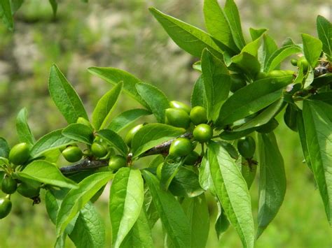 Photo of the leaves of Japanese Plum (Prunus salicina 'Burbank') posted by wildflowers - Garden.org