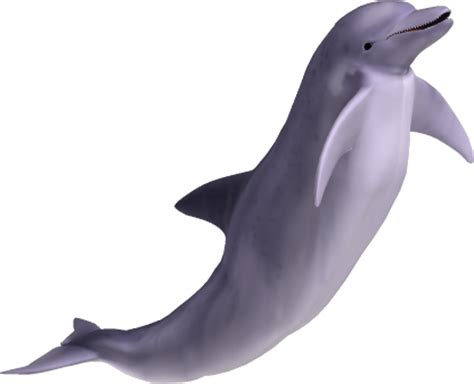 Dolphin clipart dolfin, Dolphin dolfin Transparent FREE for download on ...