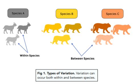 Variation In Species