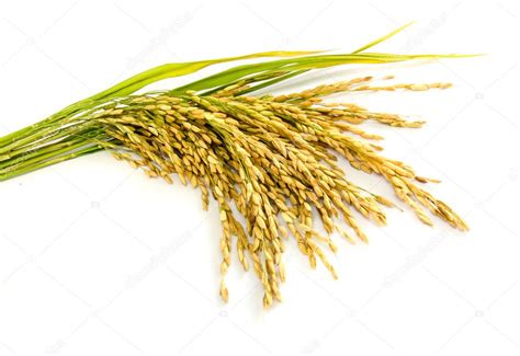 Paddy rice seed. Stock Photo by ©tropper2000 35422989