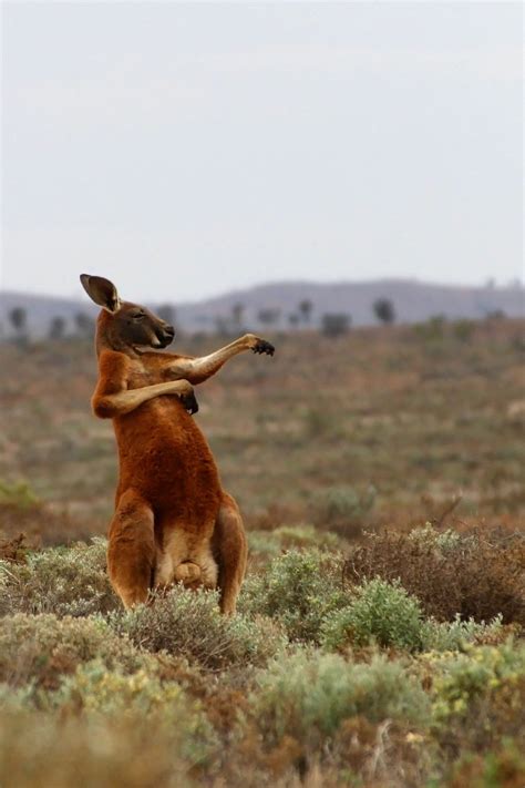 Red Kangaroo Size