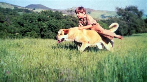 Old Yeller (1957) - AZ Movies