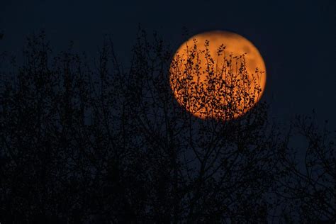 Halloween Harvest Moon Through Tree Limbs Photograph by FRANK Designs - Fine Art America