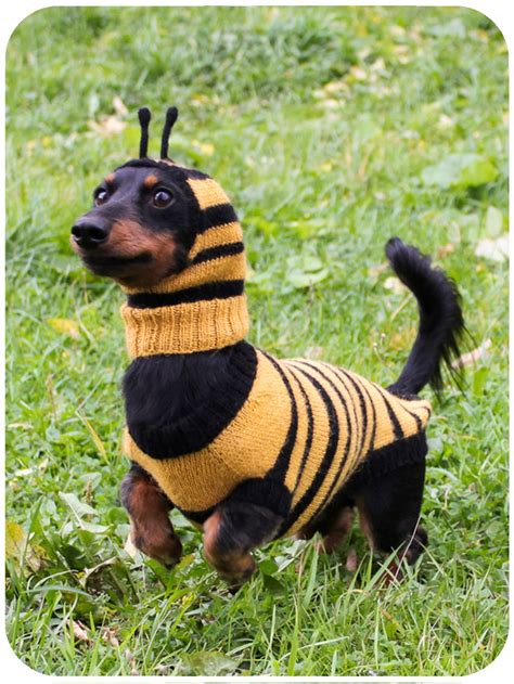 a small dog dressed up like a bee wearing a sweater on it's back