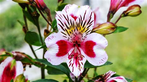 Peruvian Lily: The Happy Wanderer | Garden America