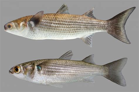 Striped Mullet – Discover Fishes