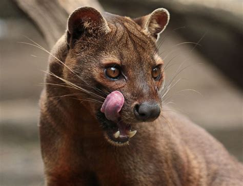 fossa Duisburg JN6A6837 | Fossa animal, Animals, Wild animals photos