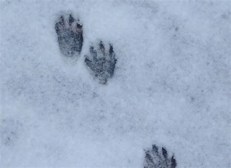 Raccoon Tracks: The Paw Print Identification Guide - Squirrels at the ...