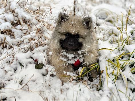 Keeshond Puppies For Sale