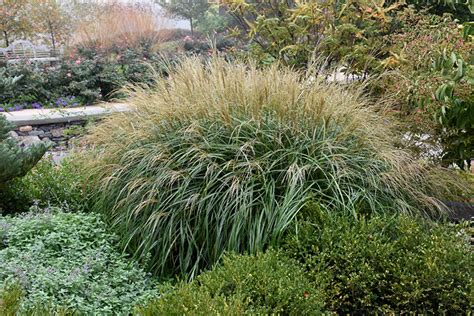 Adagio Maiden Grass (Miscanthus sinensis 'Adagio') in Richmond Fairfax Loudoun Prince William ...