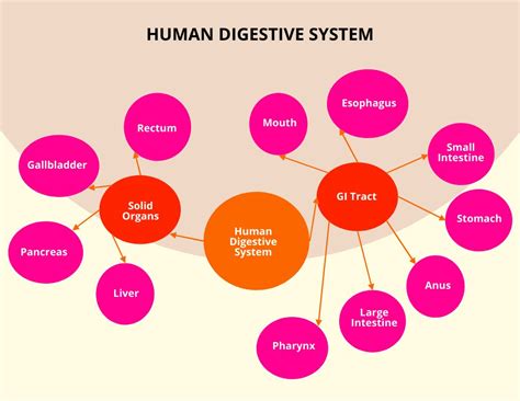 Digestive System Concept Map United States Map 9384 | The Best Porn Website