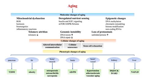 The mechanisms of aging. | Download Scientific Diagram