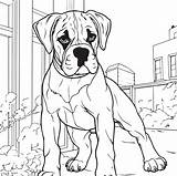 boxer dog coloring Page 27844543 Vector Art At Vecteezy sketch template