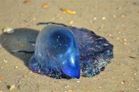 Portuguese Man Of War Free Stock Photo - Public Domain Pictures