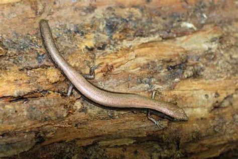 13 Skinks in Florida (With Pictures) - Wildlife Informer