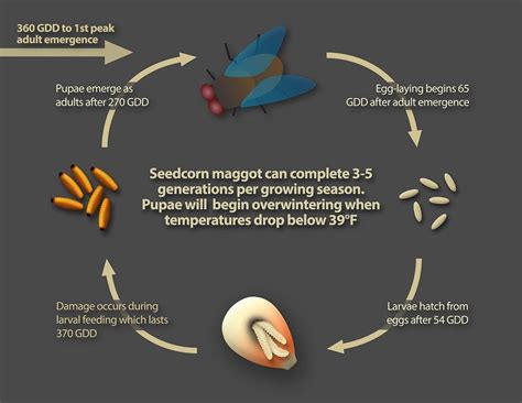 Managing Belowground Insect Pests in Field Corn