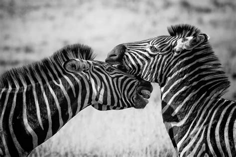 The Uniqueness of Zebra Stripes - Pattern and Facts