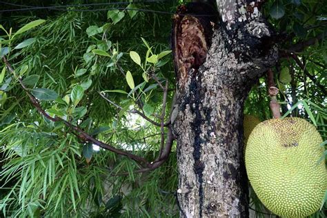 How to Grow and Care for Jackfruit Trees