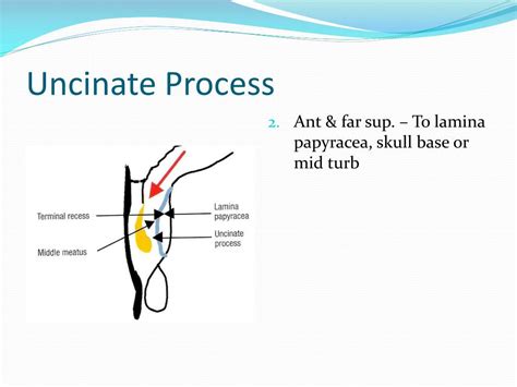 PPT - Principles of Functional Endoscopic Sinus Surgery PowerPoint ...