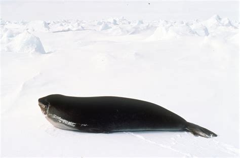 Ross seal – Australian Antarctic Program