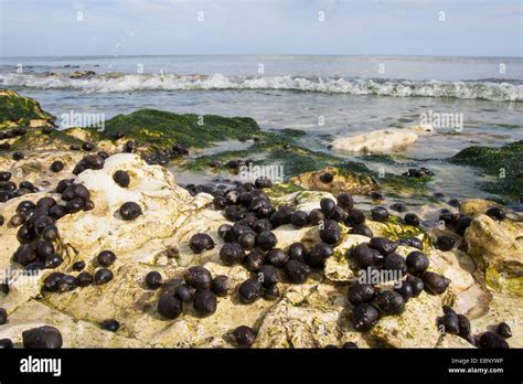 common periwinkle, common winkle, edible winkle (Littorina littorea), winkles at ebb-tide on ...