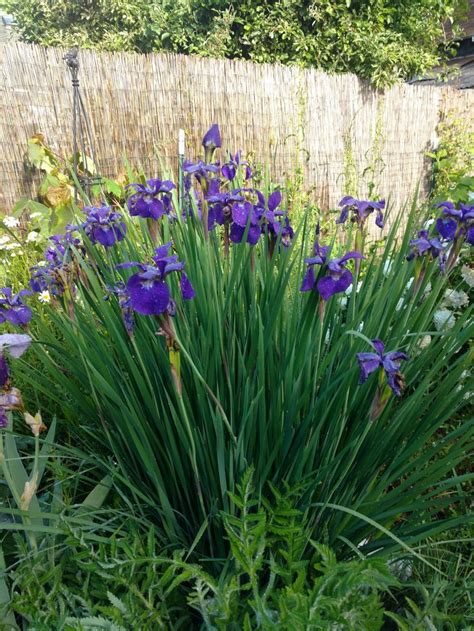 Siberian Iris Seeds 50 Seeds Purple Siberian Iris Seeds - Etsy