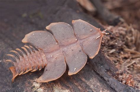 Trilobite Beetle - Macro Photography Inspiration