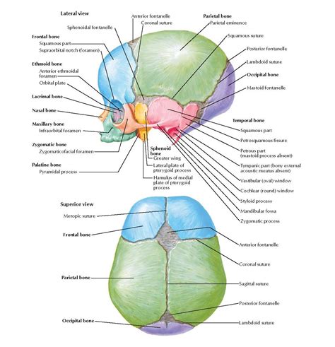 Skull of Newborn Anatomy - pediagenosis