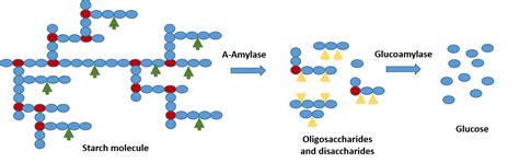 PDF hydrolysis of starch by amylase PDF Télécharger Download