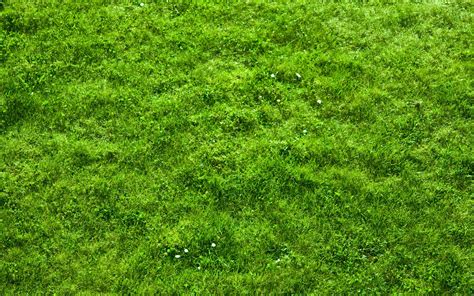 1920x1200 | Grass wallpaper, Grass textures, Wallpaper