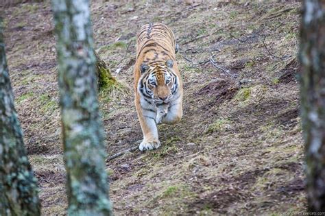 12 Things to do in the Cairngorms National Park in Winter