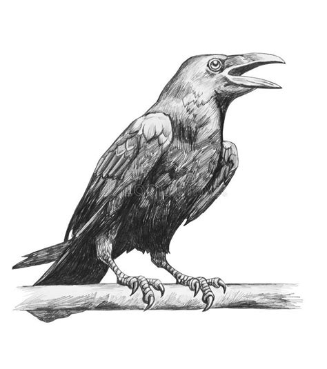 Pencil drawing of raven stock illustration | Crows drawing, Bird drawings, Pencil drawings