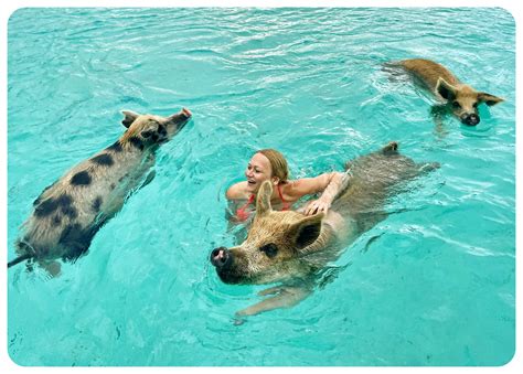 Everything you need to know before visiting Pig Beach in the Bahamas