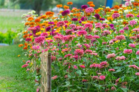 Tips for Growing and Caring for Zinnia Plants