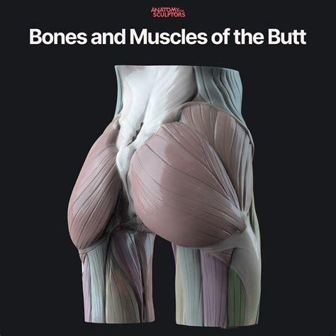 Anatomy For Sculptors - Bones and Muscles of the Butt