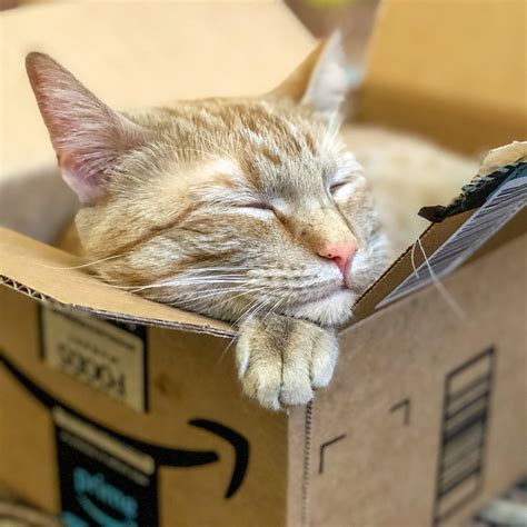 Amazon Prime kitty | Greta, our Amazon Prime kitty. | Kevin Dooley | Flickr