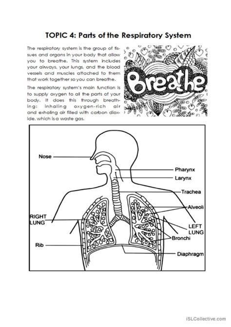 Respiratory System : English ESL worksheets pdf & doc