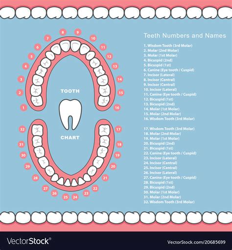 13+ Printable Diagram Of Teeth With Numbers Pics - DirectScot