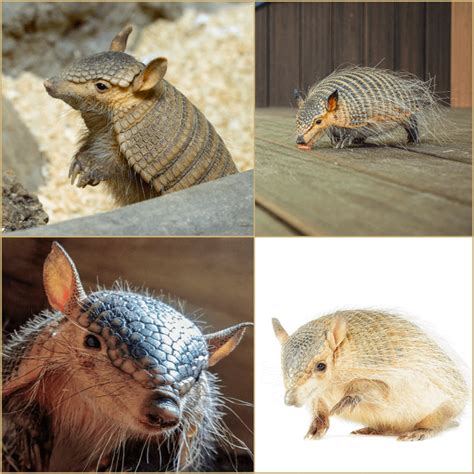 This is a tufted ground squirrel. IUCN Vulnerable to extinction and ...