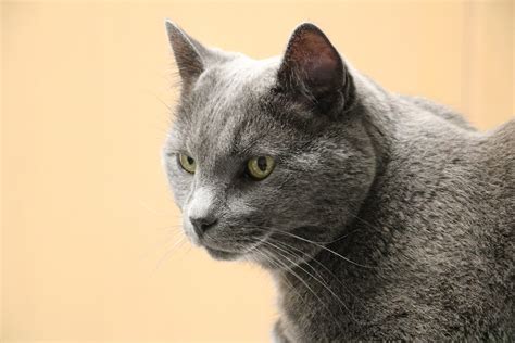 Does your cat have dementia? - A guide for owners of older felines - Vet Help Direct