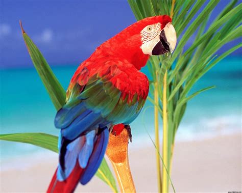 Tropical Colors Parrot Wallpapers | HD Wallpapers | ID #4897